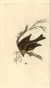 Yellowhammer, Emberiza citrinella.爱德华-多诺万根据他自己的《英国鸟类自然史》绘制和雕刻的手绘铜版，伦敦 作者 爱德华·多诺万
