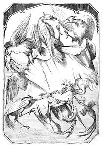 驴白菜，1901年