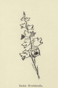 Barkia Howlaloudia 作者 爱德华·李尔