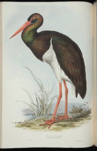 黑鹳，摘自约翰·古尔德（John Gould）的《欧洲鸟类》 作者 爱德华·李尔