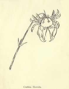 野生Crabb 作者 爱德华·李尔