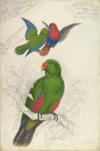 Eclectus Roratus Polychloros, 约1830-32. 作者 爱德华·李尔