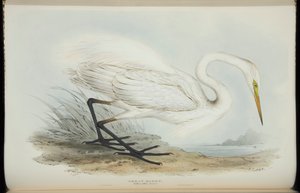 大白鹭，摘自约翰·古尔德（John Gould）的《欧洲鸟类》 作者 爱德华·李尔