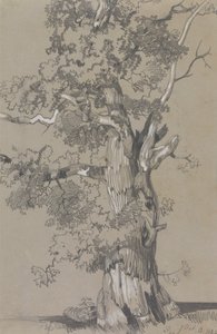 帕勒姆，1834 年 10 月 13 日 作者 爱德华·李尔