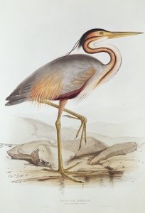 紫鹭（彩色雕刻） 作者 爱德华·李尔