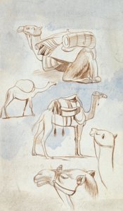 骆驼素描研究 作者 爱德华·李尔