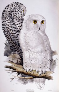 雪O，1832-1837年 作者 爱德华·李尔