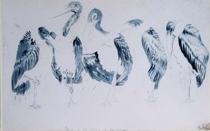 鹳鸟的研究 作者 爱德华·李尔
