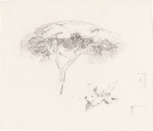 伞形松和其他研究，18391845。 作者 爱德华·李尔