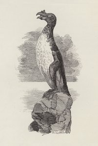 Illustration for The Water-Babies by Charles Kingsley (engraving) 作者 爱德华·林利（之后）桑伯恩