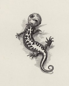 Illustration for The Water-Babies by Charles Kingsley (engraving) 作者 爱德华·林利（之后）桑伯恩