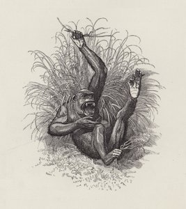 查尔斯·金斯利的《水宝宝》插图（版画） 作者 爱德华·林利（之后）桑伯恩