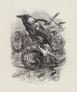 查尔斯·金斯利的《水宝宝》插图（版画） 作者 爱德华·林利（之后）桑伯恩