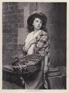 Sweet Lavender (litho)