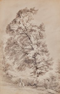 树木景观 作者 爱德华漂亮