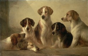 猎犬
