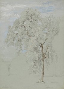 白蜡树 作者 爱德华·斯温本