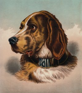 血猎犬》（？）（彩色印刷版） 作者 埃德温（后）兰瑟