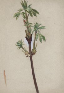 植物研究 作者 埃德温奥斯汀修道院