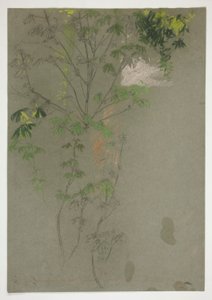 枝繁叶茂的树枝素描 作者 埃德温奥斯汀修道院