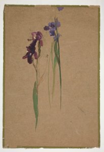 鸢尾花研究 作者 埃德温奥斯汀修道院