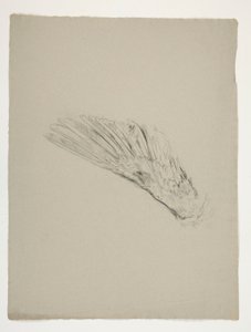 圣杯探寻》（为波士顿公共图书馆创作的 15 幅系列画作，完成于 1901 年）中《加拉哈德幼年》的翅膀研究 作者 埃德温奥斯汀修道院