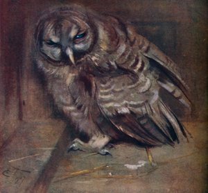一只年轻的棕色猫头鹰，1907年 作者 埃德温·约翰·亚历山大