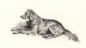 塞特犬 作者 埃德温·兰瑟