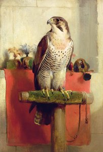 猎鹰，1837年