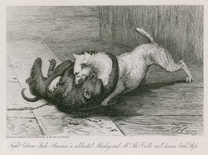 Jacco Macacco，一只着名的猴子和Thomas Cubb先生众所周知的婊子Puss之间的战斗 作者 埃德温·兰瑟
