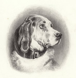 猎犬 作者 埃德温·兰瑟
