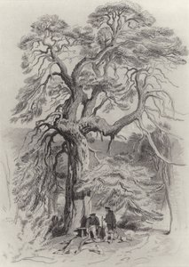 在老杉树下 作者 埃德温·兰瑟