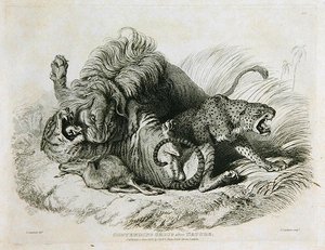 争夺自然之后的团体，来自Twenty Engravings of Lions，Tigers，Panthers＆Leopards的第6集......由Thomas Landseer雕刻（1795-1880）1823