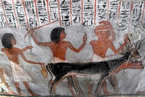 Egyptian antiquite: characters leading betail heads. Painting of the Tomb of Roy (TT255). 18th dynasty. From the West Bank of Luxor, Egypt 作者 埃及第十八王朝