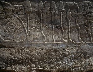 公元前 1465 年图特摩斯三世远征叙利亚带回的植物，浮雕细节，被称为植物园的大厅，阿蒙神庙，卡纳克神庙建筑群，埃及文明，新王国，第十八王朝 作者 埃及第十八王朝