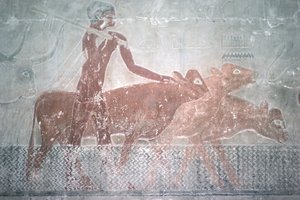 在古老的王国Ti（Mastaba教堂）中修建运河的牛（壁画） 作者 埃及第五王朝