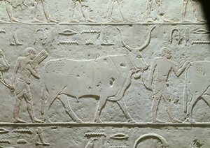 牧民带领公牛，详细信息来自Akhethotep的Mastaba，来自Saqqara，旧王国，公元前2500年（画石灰石） 作者 埃及第五王朝