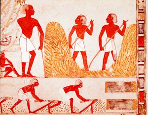 Scene of harvest in Ancient Egypt (Fresco