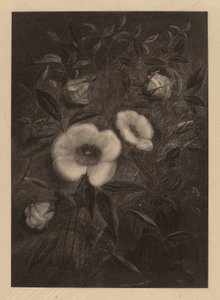 野玫瑰