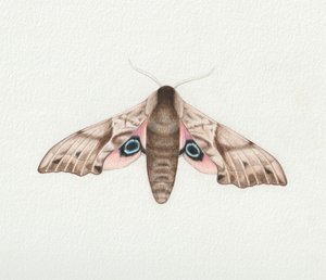 有眼鹰蛾，2023 年（水彩画） 作者 埃莉诺·格拉夫顿