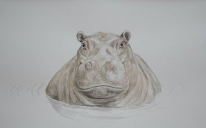 河马，2021 年（水彩画）