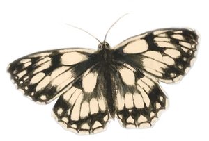 大理石纹白色蝴蝶，2019 年（水彩颜料和铅笔）
