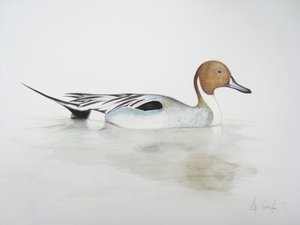 松尾鸭，2011 年（水彩颜料和铅笔） 作者 埃莉诺·格拉夫顿