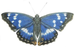 紫色皇帝》，2012 年（纸上水彩颜料和铅笔） 作者 埃莉诺·格拉夫顿