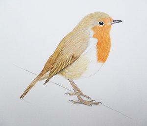 罗宾，2011 年（水彩颜料和铅笔） 作者 埃莉诺·格拉夫顿
