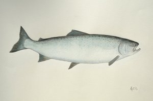 三文鱼，2013 年（水彩颜料和铅笔）