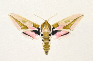 刺鹰蛾，2023 年（水彩画） 作者 埃莉诺·格拉夫顿