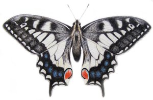 燕尾，2012 年（水彩颜料和铅笔）
