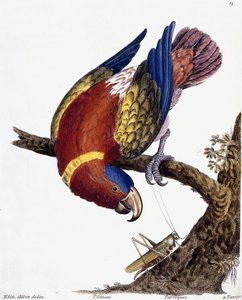 一只鹦鹉，1731-1738年