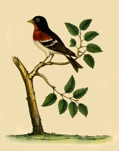 Brambling》，1738年，1942年。  